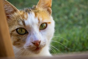 Chó bị hạ bàn phải làm sao - Hình ảnh minh họa chuẩn y khoa Ecopets (1)