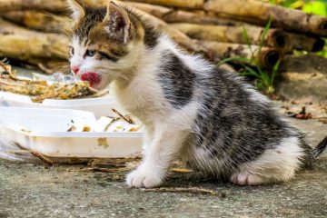 Đạm thủy phân cho chó mèo - Hình ảnh minh họa chuẩn y khoa Ecopets (1)