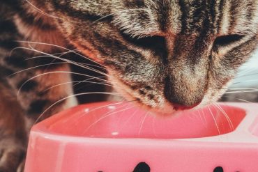 Đạm thủy phân cho chó mèo - Hình ảnh minh họa chuẩn y khoa Ecopets (1)