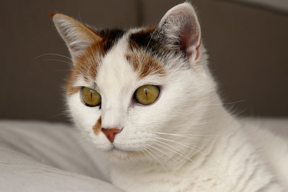 Quy trình chăm sóc và vệ sinh khay cát thú cưng an toàn