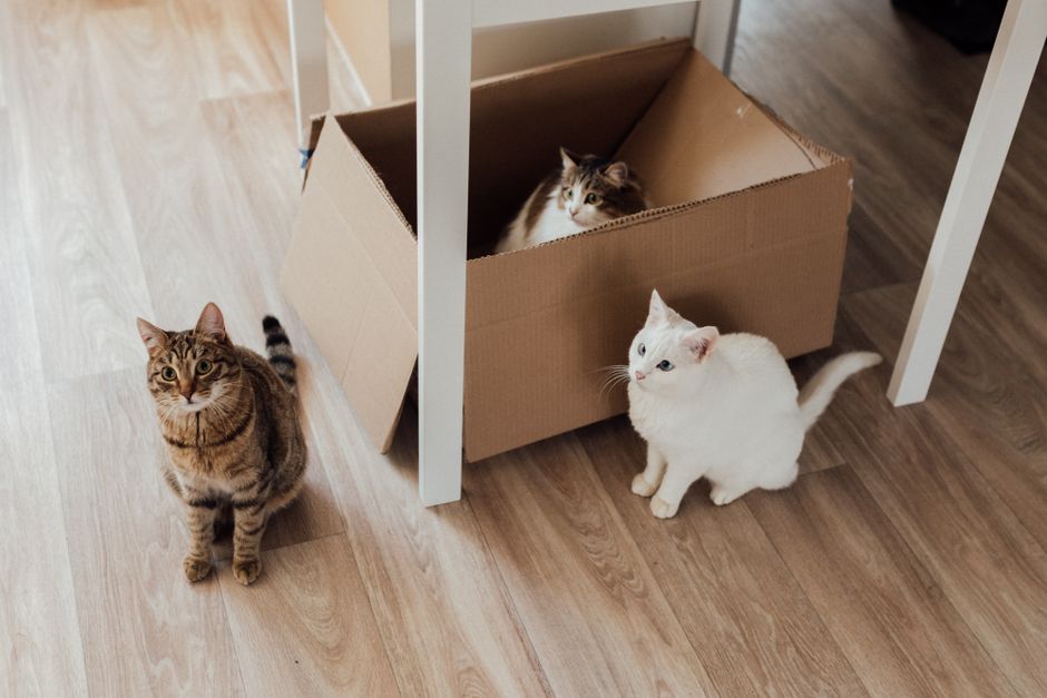Men khử khuẩn cát bioline bs1 - Hướng dẫn chăm sóc thú cưng khoa học Ecopets