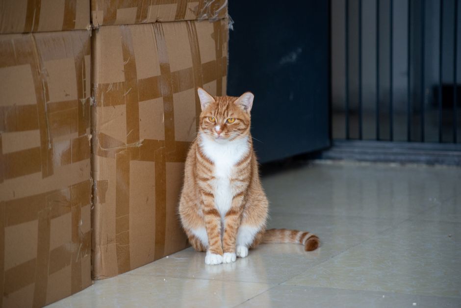 Men khử khuẩn cát vệ sinh - Hướng dẫn chăm sóc thú cưng khoa học Ecopets