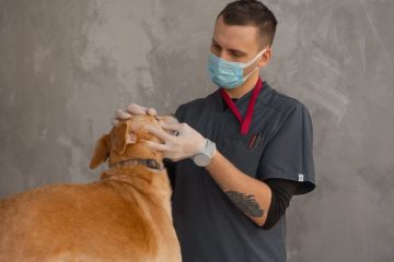 Men vi sinh cho chó mèo tiêu chảy - Hình ảnh minh họa chuẩn y khoa Ecopets (1)