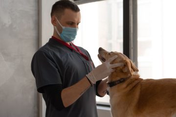 Men vi sinh cho chó mèo tiêu chảy - Hình ảnh minh họa chuẩn y khoa Ecopets (1)