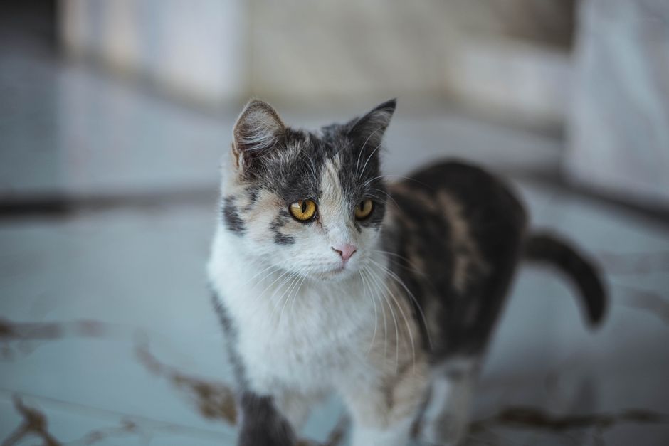 Quy trình chăm sóc và vệ sinh khay cát thú cưng an toàn