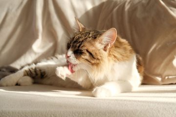 Sữa tắm khô cho mèo sợ nước - Hình ảnh minh họa chuẩn y khoa Ecopets (1)