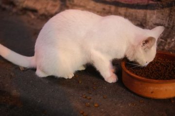 Súp dinh dưỡng cho mèo kén ăn - Hình ảnh minh họa chuẩn y khoa Ecopets (1)