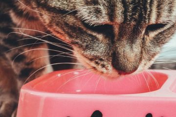 Súp dinh dưỡng cho mèo kén ăn - Hình ảnh minh họa chuẩn y khoa Ecopets (1)