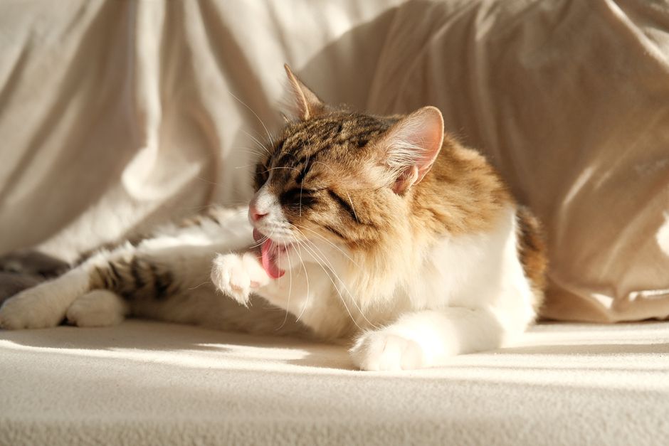 Cách trị rụng lông ở mèo - Hướng dẫn chăm sóc thú cưng khoa học Ecopets