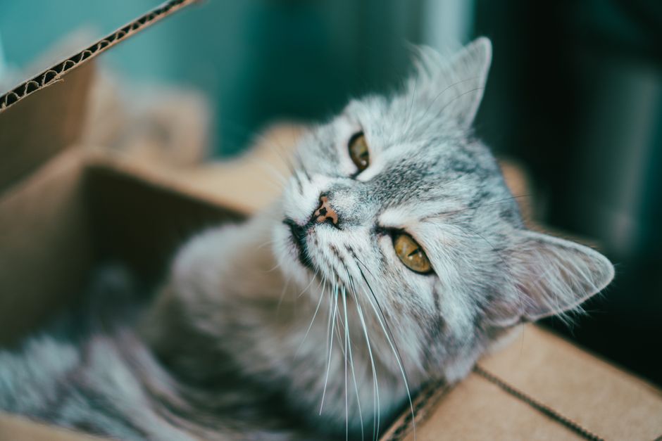 Xịt khử mùi chó mèo công nghệ hocl - Hướng dẫn chăm sóc thú cưng khoa học Ecopets